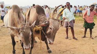 Jellikattu mixed Seema bull's video || Adoni Market price video's