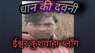 खेतो मे धान की देवनी..🏞🏞#Ishwar Kushawaha Vlog