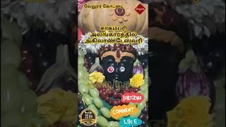 சாகம்பரி அலங்காரத்தில்  அகிலாண்டேஸ்வரி | வேலூர் கோட்டை