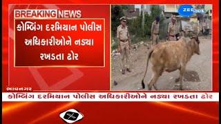 Gujarat: Stray cattle 'join' combing operation of Bhavnagar Police; video goes viral on social media