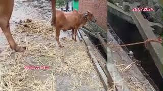91005 78034 ఆవు అమ్మబడును తెలంగాణ సంగారెడ్డి cow for sale Telangana sangareddy गाय तेलंगाना बेचना