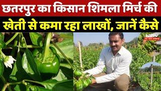 Capsicum cultivation in MP:  छतरपुर का किसान शिमला मिर्च की खेती से कमा रहा लाखों, जानें कैसे