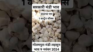 गोतमपुरा मंडी लहसुन भाव 9 नवंबर 2024