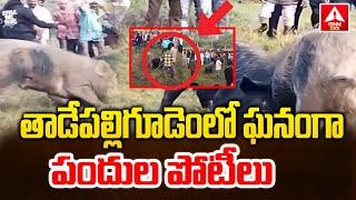 తాడేపల్లిగూడెంలో ఘనంగా పందుల పోటీలు..| pig competitions in Tadepalligudem | ANN Telugu