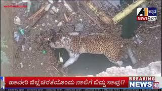 HAVERI :ಹರಿಯುವ  ನಾಲೆಗೆ ಮೃತಪಟ್ಟ ಚಿರತೆ...? ಸ್ಥಳಕ್ಕೆ  ಸಾರ್ವಜನಿಕರ ದಂಡು..!