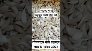 गोतमपुरा मंडी लहसुन भाव 8 नवंबर 2024