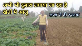 दुबारा लगाया गया आज आलू फर्रुखाबाद | potato ground report farrukhabad