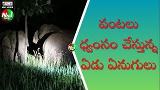 #పార్వతీపురం : పంటలు ధ్వంసం చేస్తున్న ఏడు ఏనుగులు.