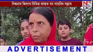 📌বিশ্বনাথ জিলাৰ বিভিন্ন প্ৰান্তত বন গাহৰিৰ সন্ত্ৰাস