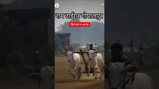 गोपालपुर राम टाइगर