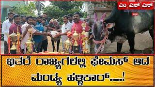 ಇತರೆ ರಾಜ್ಯಗಳಲ್ಲಿ ಫೇಮಸ್ ಆದ ಮಂಡ್ಯ ಹಳ್ಳಿಕಾರ್....! || MENDU NEWS NETWORK KANNADA ||