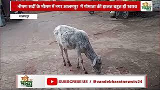 इस भीषण सर्दी के मौसम में नगर आलमपुर  में गोमाता की हालत बहुत ही खराब#Vande Bharat News