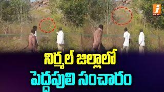 నిర్మల్ జిల్లాలో పెద్దపులి సంచారం | Tiger Spotted In Nirmal | iNewsTS