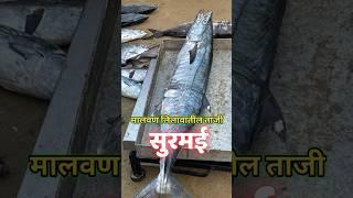 मालवण लिलावातील ताजी सुरमई | Fresh Surmai At Malvan Auction Fish Market |