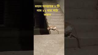 মহান আল্লাহর ১ টি নাম ১১ বার পাঠ করুন #shortsvideo #trendingshorts #আলোকদ্যূতি #islamicshorts #