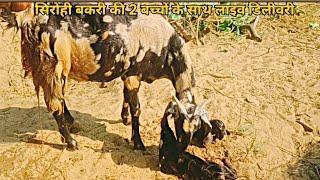 राजस्थानी सिरोही बकरी की दो बच्चों के साथ लाइव डिलीवरी ( 9509225537 ) A T goat fram ajmer rajasthan