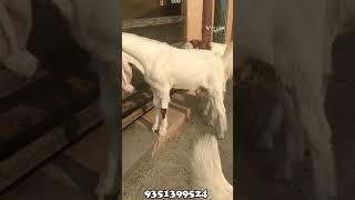 सोजत नस्ल के बकरे || How To Start Goat Farming ||