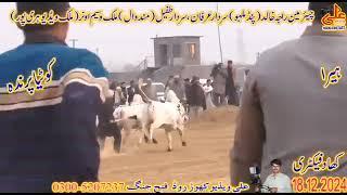 Jalsa |Khad factory |Haripur |Heera te kotia parinda|18 12 2024