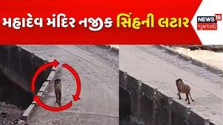 Gir Somnath Lion Viral Video: મહાદેવ મંદિર નજીક સિંહની લટાર | Droneshwar Mandir | News18 Gujarati