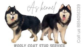 Wooly coat stud service and puppies also available at Ambala city Haryana