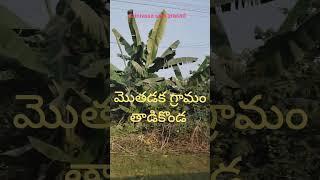 మొతడక గ్రామం తాడికొండ #shorts srinivasasivapresad