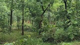 chandrapur mul road sighting early in morning