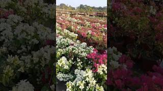 Tulika Nursery | Udalguri |