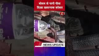 Viral | OMG | बोतल से पानी पीता दिखा खतरनाक कोबरा | Cobra | Betul | MP News | Breaking News