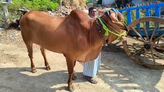 95154 27149 జత కావాలి తెలంగాణ వికారాబాద్ bull for sale Telangana vikarabad बैल कि जोड़ी होना तेलंगान