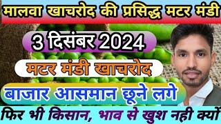 मालवा की प्रसिद्ध खाचरोद मटर मंडी मे मटर का भाव 3 दिसंबर 2024 मटर का भाव खाचरोद