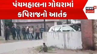 Panchmahal News | પંચમહાલના ગોધરામાં કપિરાજનો આતંક | Gujarat | Gujarati News | News 18 Gujarati