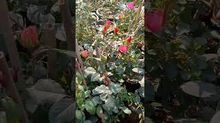 #multi colour roses in plant house Aliganj Lucknow/प्लांट हाउस अलीगंज लखनऊ में बहुरंगी गुलाब