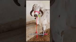 लीलडी 👌 बहुत सुन्दर 👩👧डेयरीफार्म का अद्भुत नगीना किशनगढ़ अजमेर राजस्थान