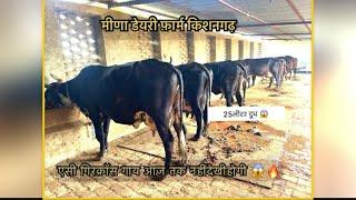मीणा डेयरी फ़ार्म किशनगढ़ की सबसे अनोखी गिरक्रोस गाय 🔥❤️