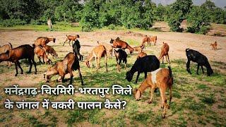 मनेंद्रगढ़-चिरमिरी-भरतपुर जिले के जंगल में बकरी पालन कैसे?
