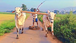 గోపాల్ గారు & నాయుడు గారి,నాలుగు పళ్ళ కోడెల సవారీ, దాసరిపల్లి,దువ్వూరు మండలం,కడప జిల్లా