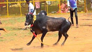 தம்பிபட்டி மாரிஸ் காளை vs மல்லாத்து குரூப்ஸ் நண்பர்கள்  திருப்பத்தூர் வடம் மஞ்சுவிரட்டு