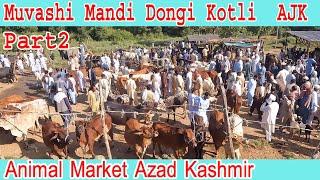 Muvashi mandi dongi kotli mirpur azad kashmir in fateh jangi bulls tala gang mandi domail mandi Bull