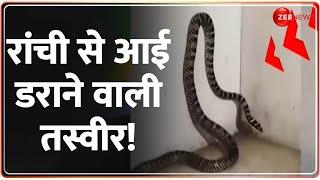 Ranchi News Today: रांची से आई डराने वाली तस्वीर! | Rajpath | Flying Snake | Hindi news | Latest