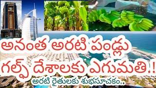 అరబ్ దేశాలకు అనంత అరటి పండ్లు ఎగుమతి| Anantapur banana export Gulf countries big achievement