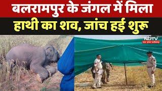 Balrampur Elephant Death:  बलरामपुर के जंगल में मिला हाथी का शव, जांच हई शुरू | Chhattisgarh News