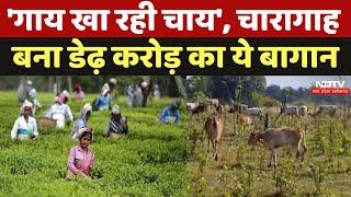 Tea Garden Jashpur: 'गाय खा रही चाय', चारागाह बना डेढ़ करोड़ का ये बागान | Chhattisgarh Latest News