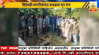 2 January 2025 SearchTv News Chandrapur  सिंदेवाही वनपरिक्षेत्रात आढळला मृत वाघ