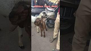 Vadodara bakra Mandi