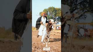 शिरपूर जैन शंकर पट | रॉयल सर्जा