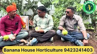 Banana House horticulture पेरू संपूर्ण मार्गदर्शन शेगाव सांगली यशोगाथा | जांभ लागवड तैवान पिंक