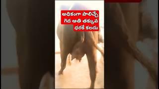 #shorts రైతు 8639640124. కాకినాడ దగ్గర పిఠాపురం సూపర్ క్వాలిటీ ముర్రా గేదె