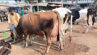 बिहार में अच्छी दुधारू नस्ल की गाय यहां पर मिलती हैं।। Bakhtiyarpur ka pashu mela।। Cattle market