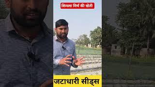 शिमला मिर्च की खेती