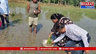 మందమర్రి: వరి నారు వేళ్ళను రసాయన ద్రావణంలో ముంచుట పై అవగాహన